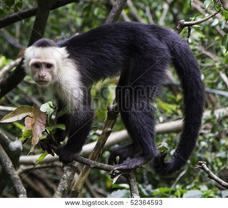Capuchin Monkey