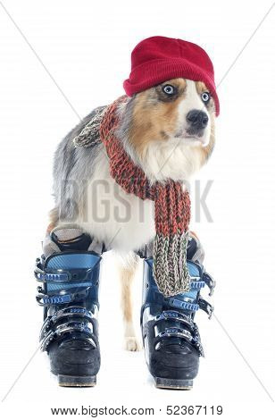 Australian Shepherd And Ski Shoes
