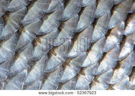 Real Roach Fish Scales Macro Background