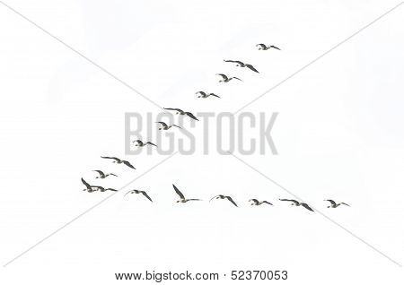 Migrating Geese Formation