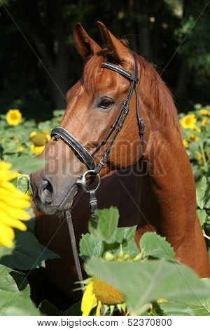 Beautiful Horse In Sunflowers