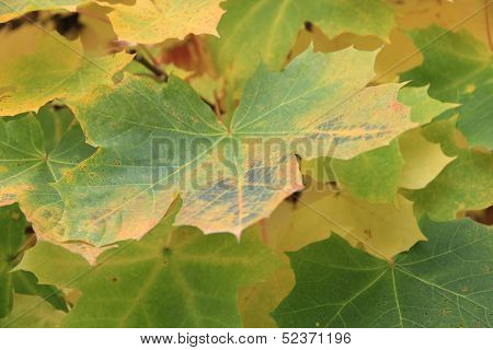 maple leaves