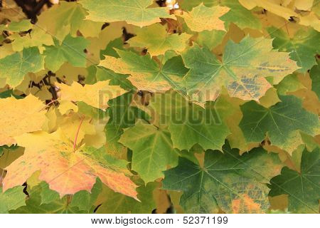 maple leaves