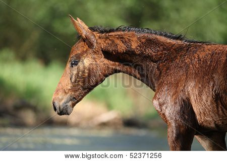 Nice Brown Foal First Time In The Wather