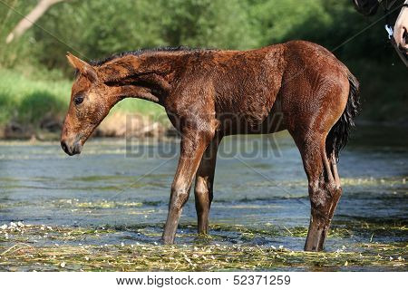 Nice Brown Foal First Time In The Wather