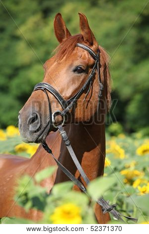 Beautiful Horse In Sunflowers