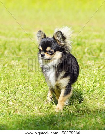 Chihuahua