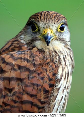Portrait Of Northern Goshawk