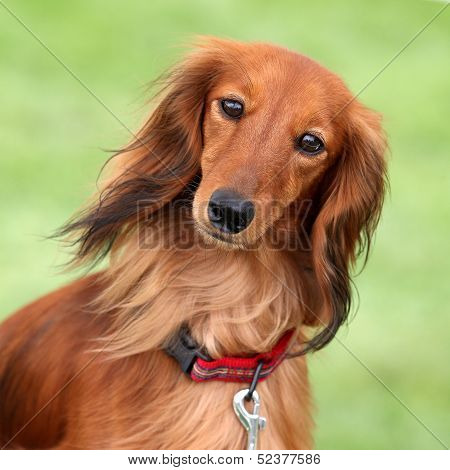 Dashund Dog In A Garden