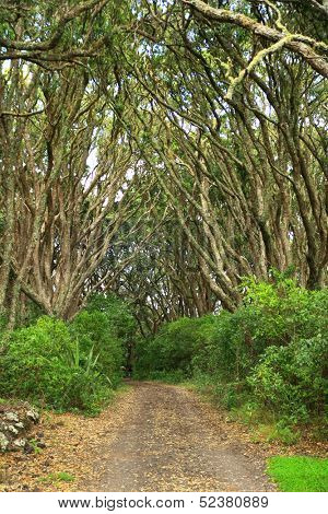 Path at Rangitoto island, New Zealand