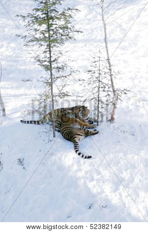 Two siberian tigers playing in snow together