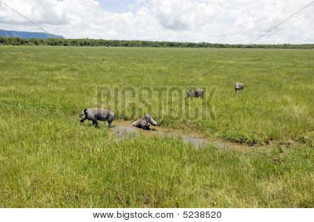 Warthog Aile
