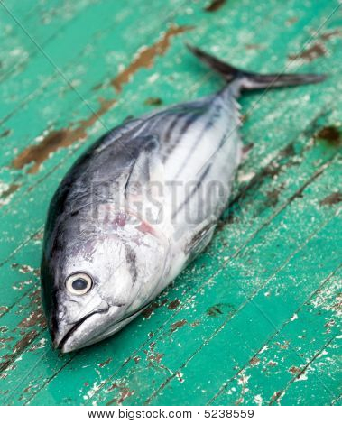 Tunafish på dækket af en fiskekutter