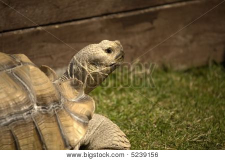 Riesenschildkröte