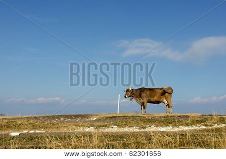 Alpine cow on a background of blue sky