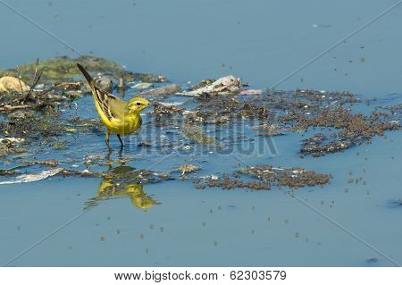 British Yellow Wagtail Standing On Floating Garbage And Sewage