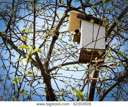 spring starling in a tree house