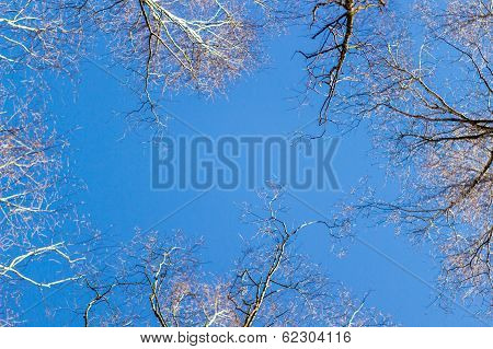frame of tree branches against the blue sky