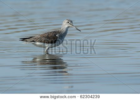 Common Greenshank (tringa Nebularia) Wading Through Water
