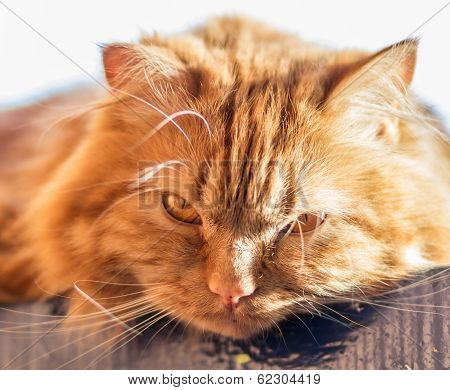 red fluffy cat with orange eyes
