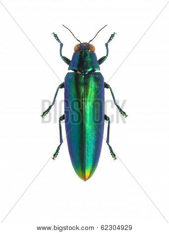 Tropical Beetle Chrysochroa