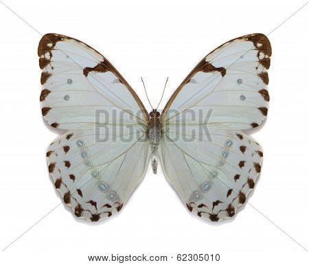 Morpho Luna Batterfly