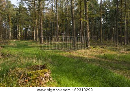 Path through a pine forest in spring