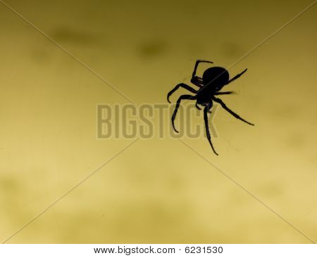 Black Spider