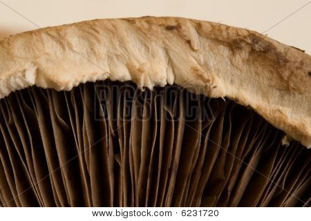 Makro Pilz Bild