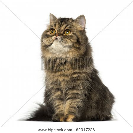 Persian kitten sitting and lookin up (8 months old)