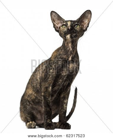 Peterbald kitten sitting and looking up