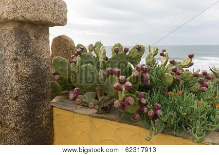 Sardinian Cactus