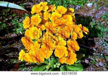 Primula 'Crescendo Yellow Gold'