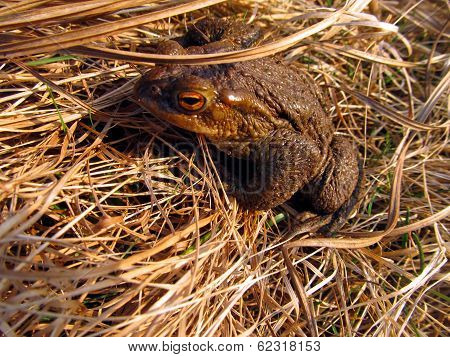 Frog Toad In The Meadow