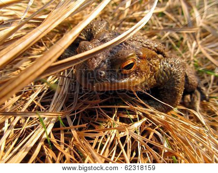 Frog Toad In The Meadow