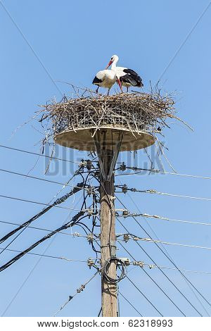 Two White Storks In The Nest On The Elektrical Pole Blue Sky (ciconia)