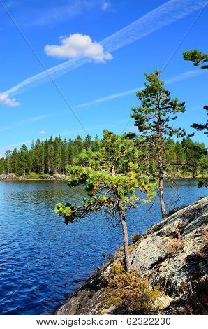 Karelian Pine. Lake Engozero, North Karelia, Russia