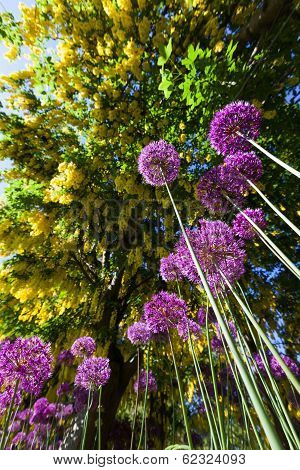 Alium Onion Flower