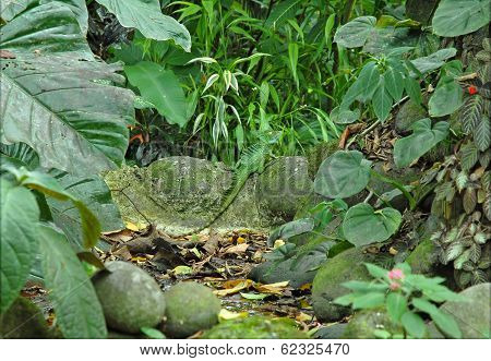 Basilisk Lizard Camouflaged in the Forest, Costa Rica