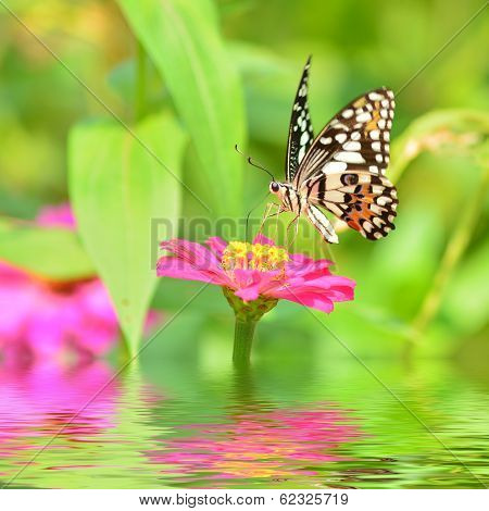 Butterfly On Flower