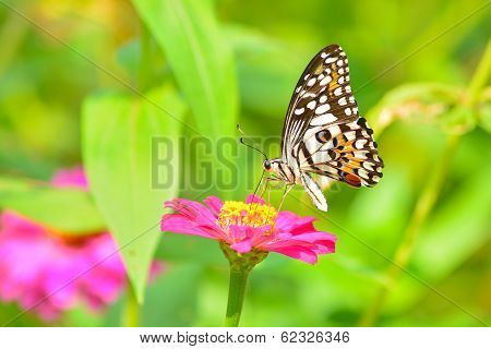 Butterfly On Flower