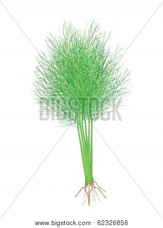 Fresh Green Dill On A White Background