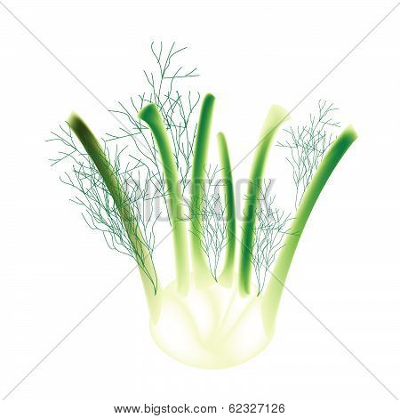 A Fennel Bulb On A White Background