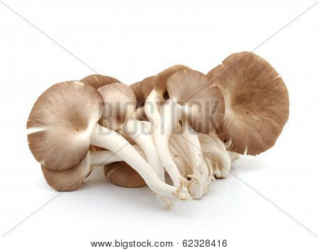 Oyster Mushroom On White Background