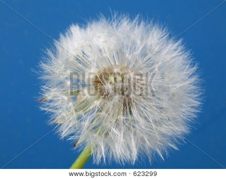 Blowball