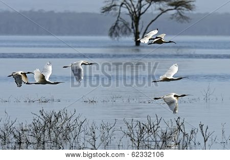 A Flock Of Ibises