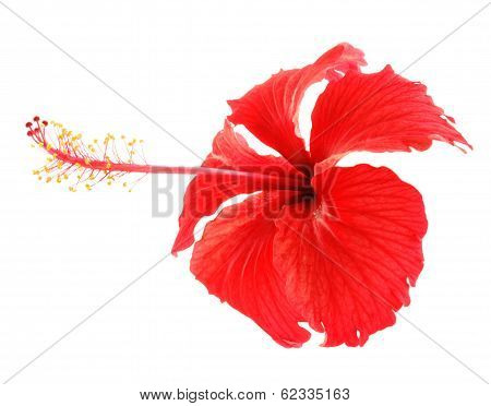 Chaba Flower On White Background