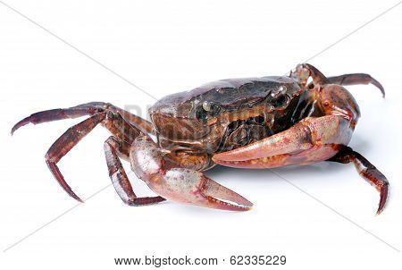 Crab Isolated On White Background
