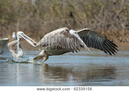 Pink-backed Pelican In The Air Making A Lunge For Fish