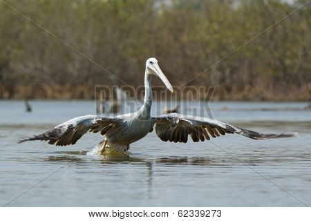 Pink-backed Pelican In The Air Making A Lunge For Fish